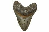 Serrated, Fossil Megalodon Tooth - North Carolina #344045-1